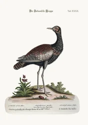 De Indiase Bustard, 1749-73